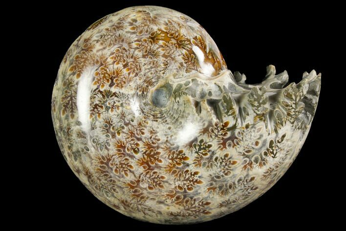 Polished, Agatized Ammonite (Phylloceras?) - Madagascar #149206